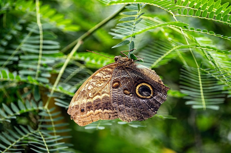 Butterfly Effect Image